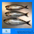 Peixe congelado para alimentação sardinha